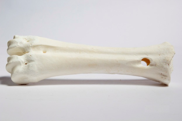 עצם סידן